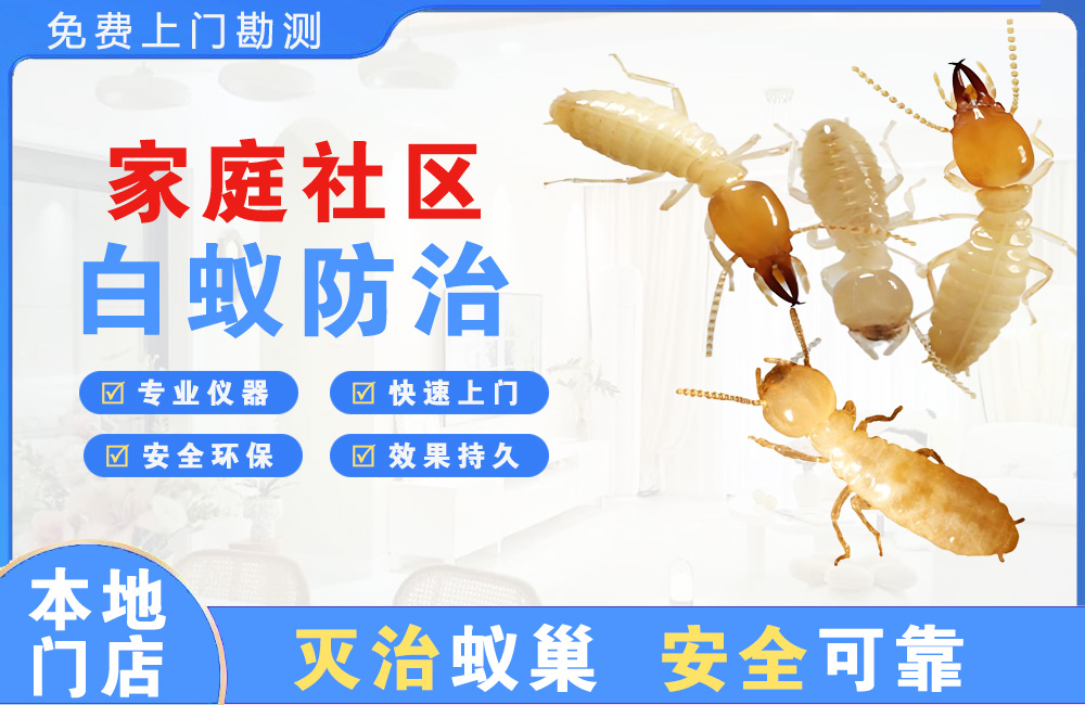 阳春家庭社区白蚁防治