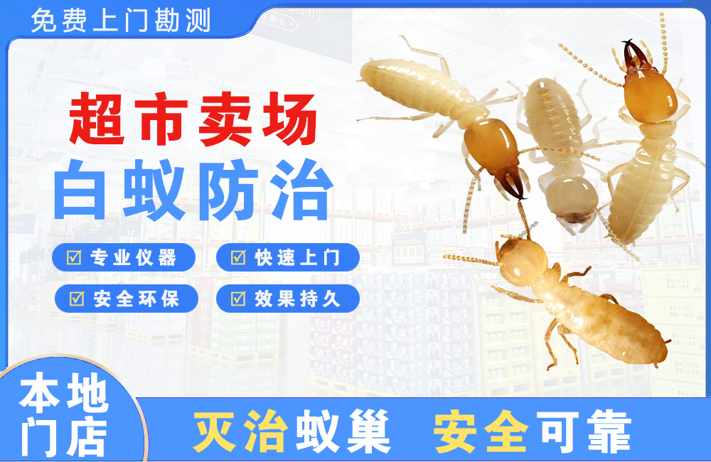 阳春超市卖场白蚁防治