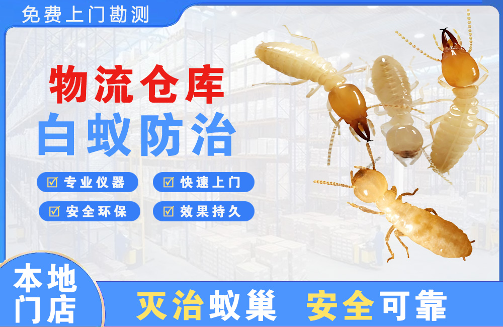 阳春物流仓库白蚁防治