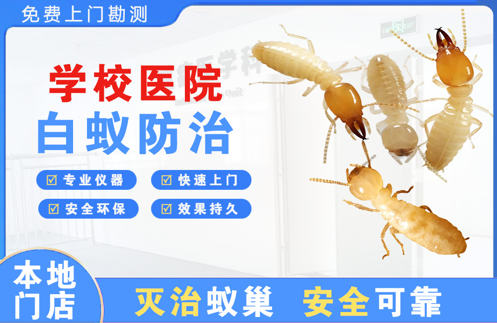 阳春学校医院白蚁防治