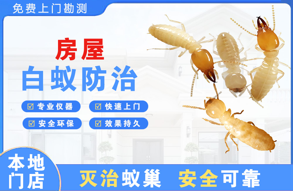 阳春房屋白蚁防治