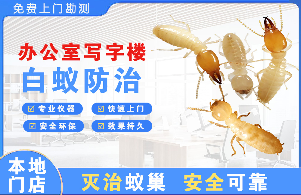阳春办公室写字楼白蚁防治